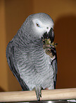 eating african grey parrot