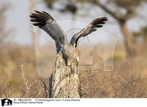 flying African Harrier-Hawk / MBS-22430