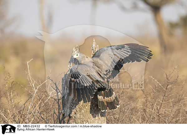 fliegende Hhlenweihe / flying African Harrier-Hawk / MBS-22432