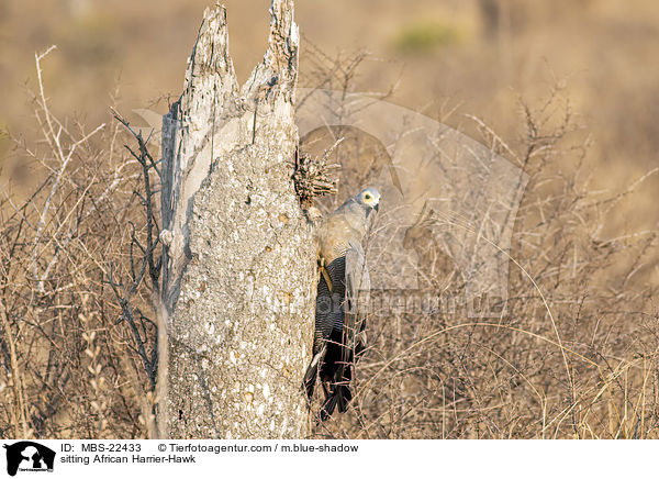 sitting African Harrier-Hawk / MBS-22433