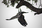 flying African Harrier-Hawk