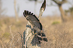 flying African Harrier-Hawk