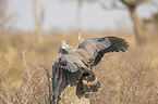 flying African Harrier-Hawk