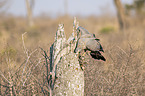 flying African Harrier-Hawk