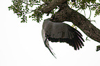 flying African Harrier-Hawk