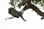 flying African Harrier-Hawk