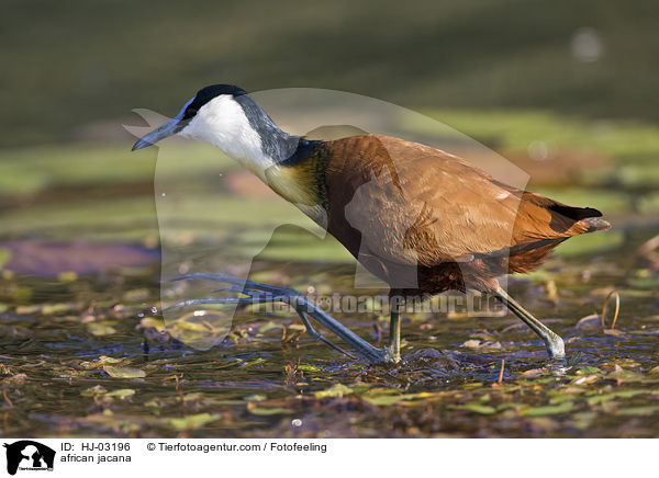 Blaustirn-Blatthhnchen / african jacana / HJ-03196