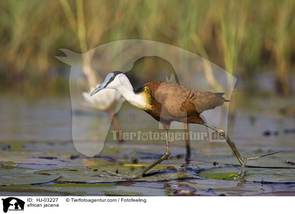 african jacana / HJ-03227