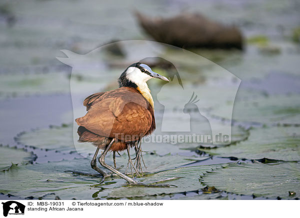 standing African Jacana / MBS-19031