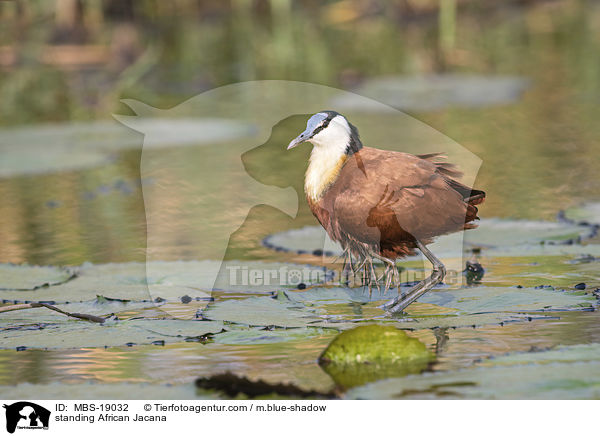 stehendes Blaustirn-Blatthhnchen / standing African Jacana / MBS-19032