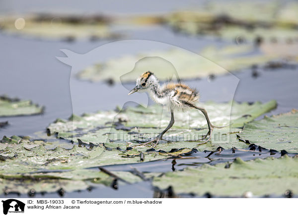 laufendes Blaustirn-Blatthhnchen / walking African Jacana / MBS-19033