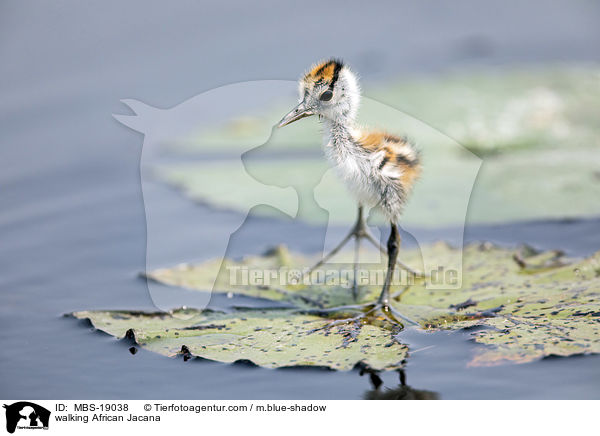 walking African Jacana / MBS-19038