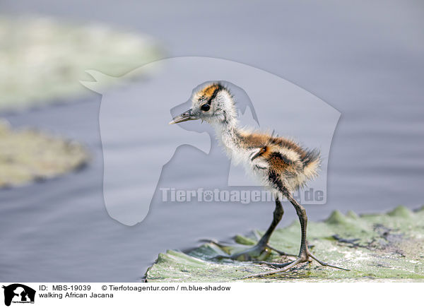 walking African Jacana / MBS-19039