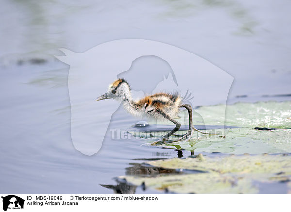 laufendes Blaustirn-Blatthhnchen / walking African Jacana / MBS-19049