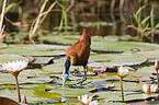 African jacana