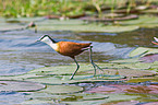 African jacana