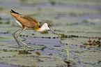 african jacana