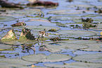 standing African Jacana