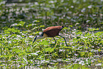 African jacana