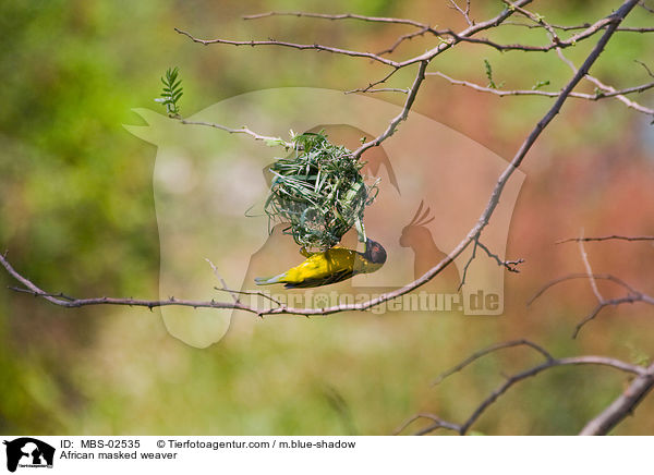 African masked weaver / MBS-02535