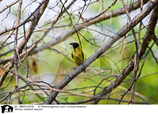 Maskenweber / African masked weaver / MBS-02536