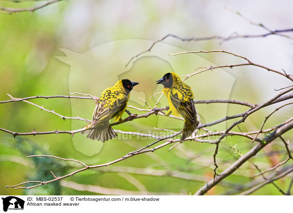 African masked weaver / MBS-02537