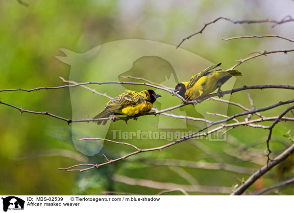 African masked weaver / MBS-02539
