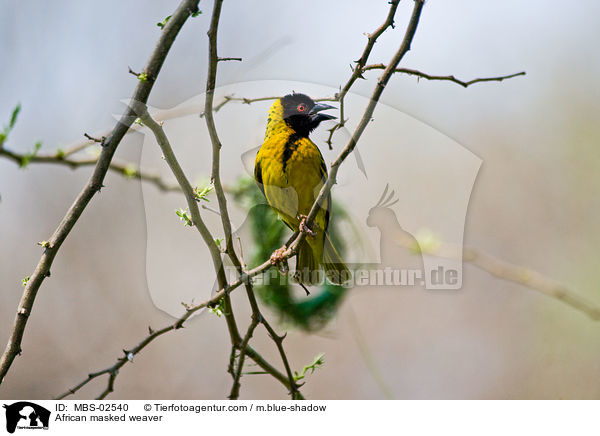 African masked weaver / MBS-02540