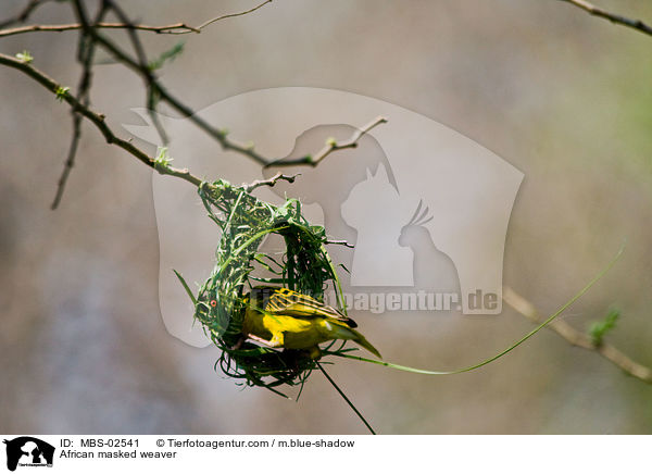 Maskenweber / African masked weaver / MBS-02541