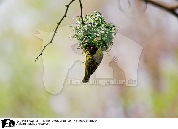 African masked weaver / MBS-02542