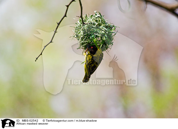 Maskenweber / African masked weaver / MBS-02542