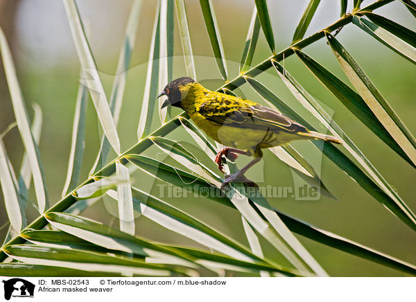 African masked weaver / MBS-02543