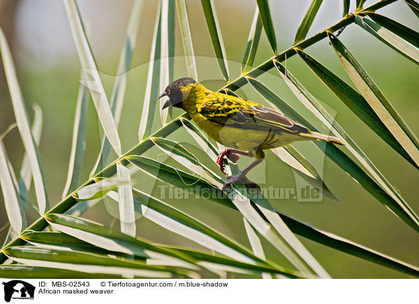 Maskenweber / African masked weaver / MBS-02543