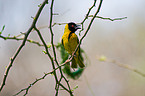 African masked weaver