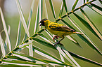 African masked weaver