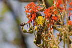 African masked weaver