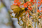 African masked weaver