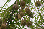 masked weaver