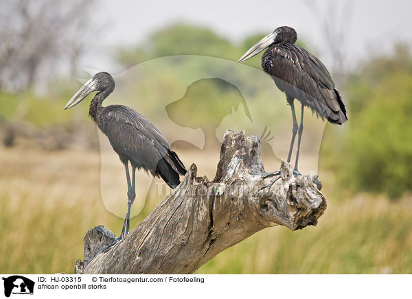african openbill storks / HJ-03315