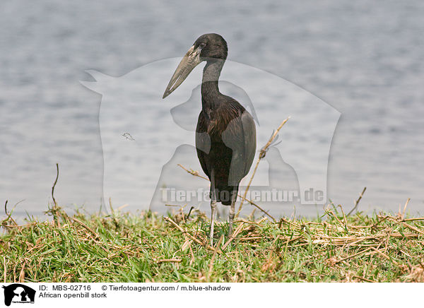 African openbill stork / MBS-02716