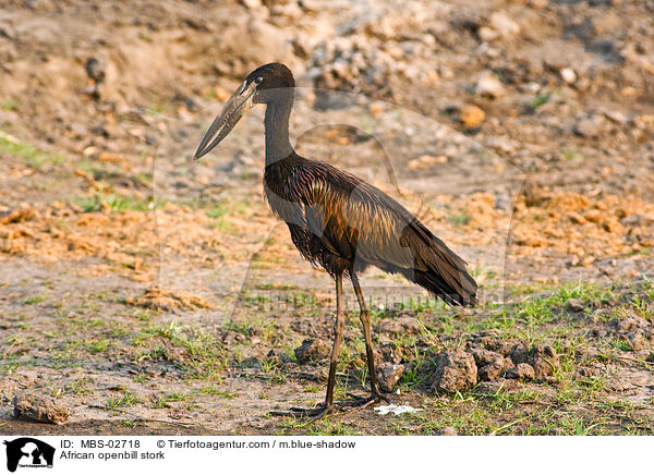 African openbill stork / MBS-02718