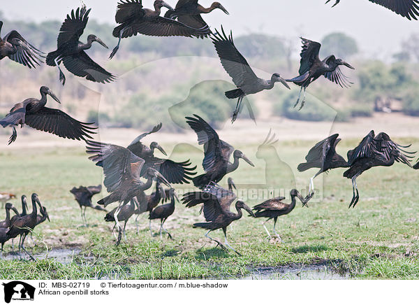 African openbill storks / MBS-02719