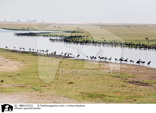 Gruppe Mohrenklaffschnabel / African openbill storks / MBS-02721
