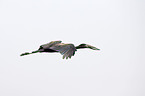 african openbill stork