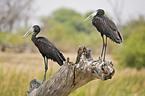 african openbill storks