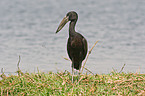 African openbill stork