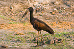 African openbill stork