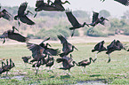 African openbill storks