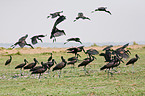African openbill storks