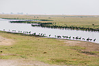 African openbill storks